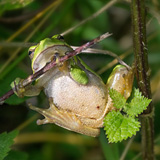 Tree frogs